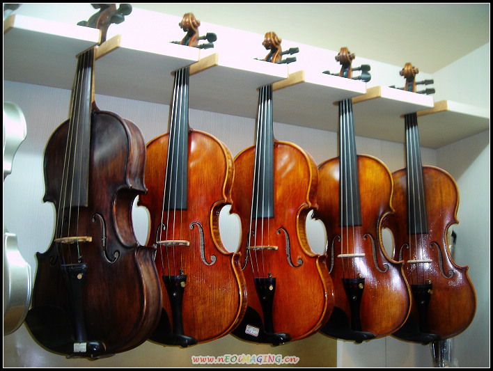 海鹽木化石中提琴和500SSSVIOLIN