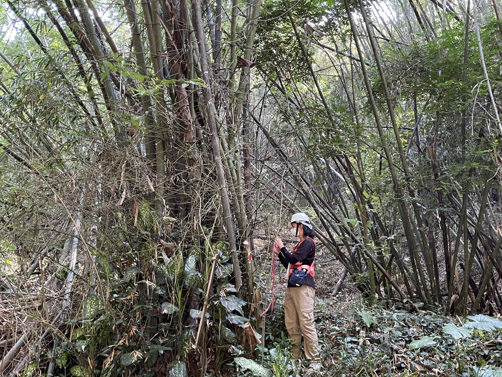 竹林調查