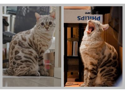 豐原雪炭貓舍~豹貓繁殖-undefined