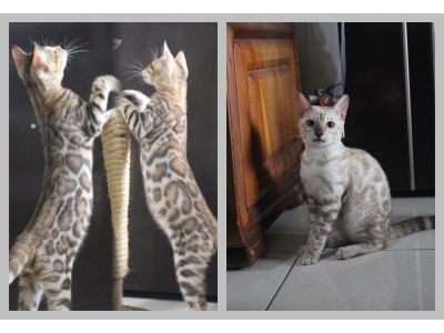 豐原雪炭貓舍~豹貓繁殖-undefined