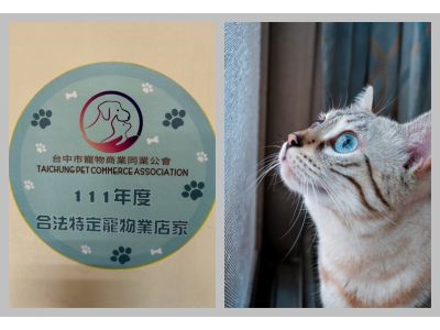 豐原雪炭貓舍~豹貓繁殖-undefined