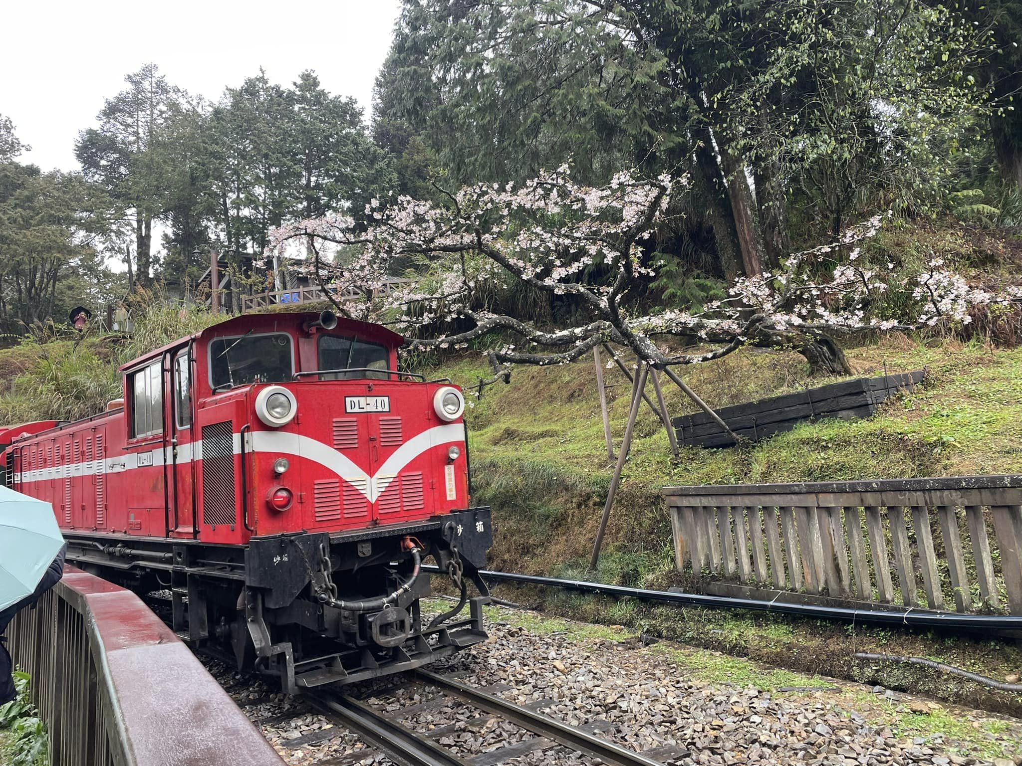 【嘉義包車一日遊】阿里山櫻花、森林鐵路、姊妹潭：精選行程推薦