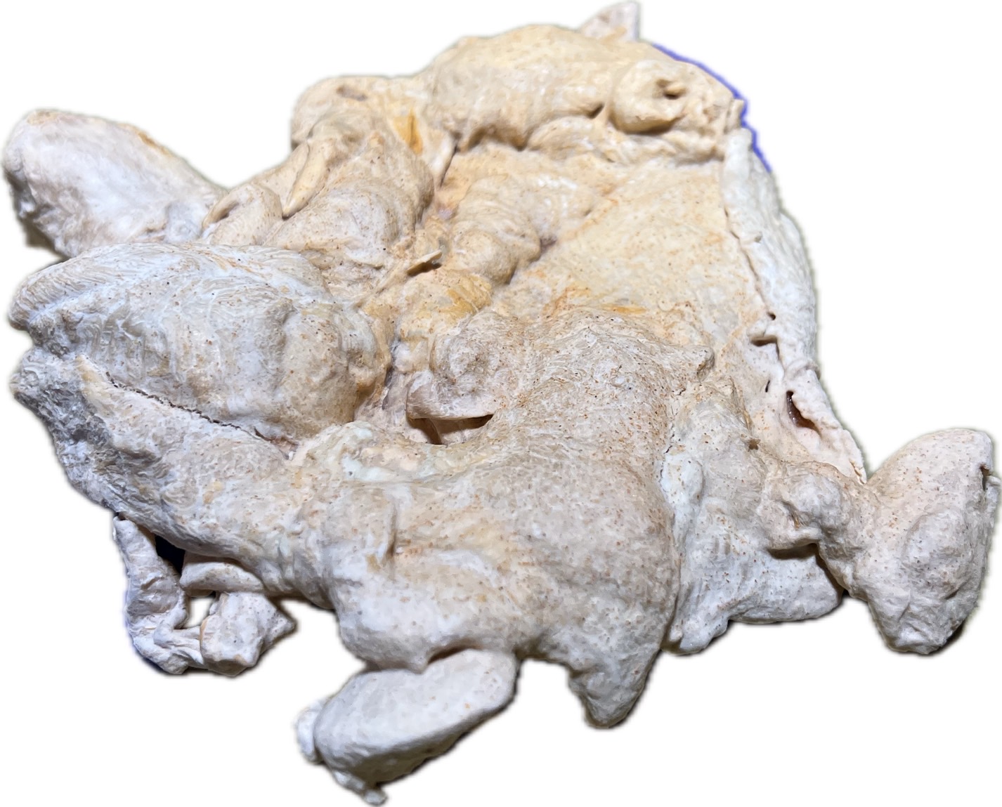 普羅旺斯去骨腿排