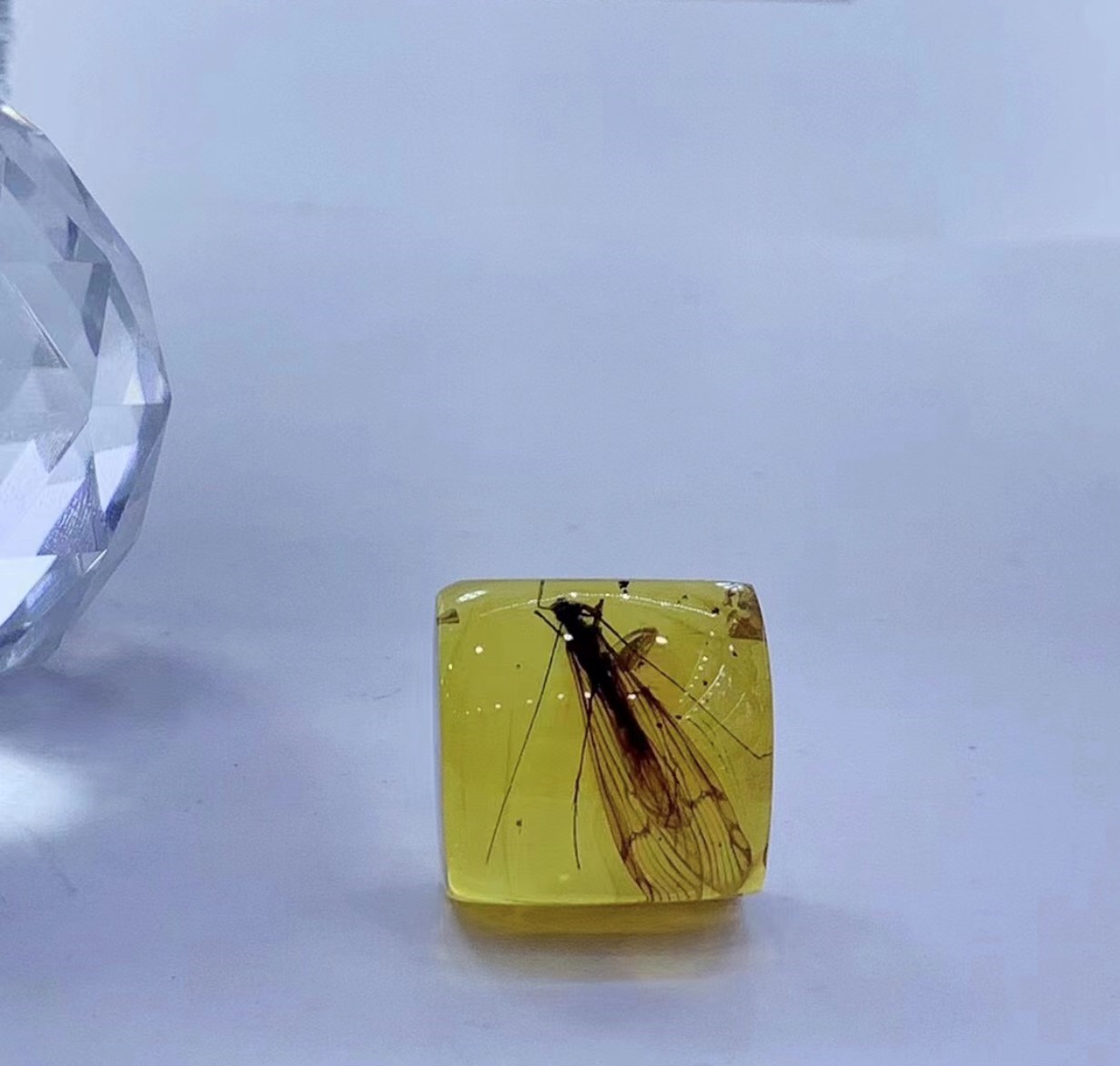 藍蟲珀-戒面長20mm