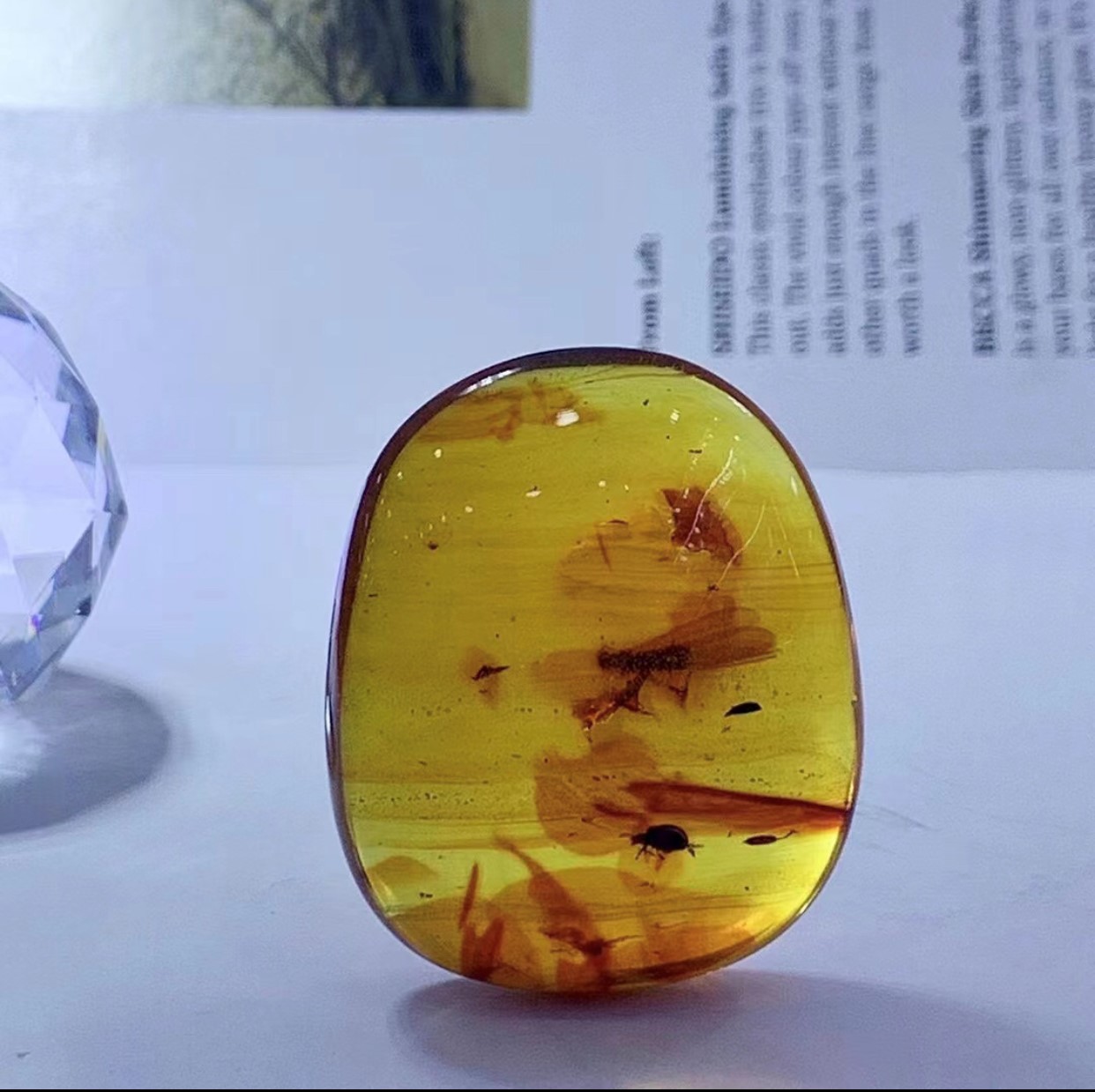 藍蟲珀-光面甲蟲飛蛾戰#2288