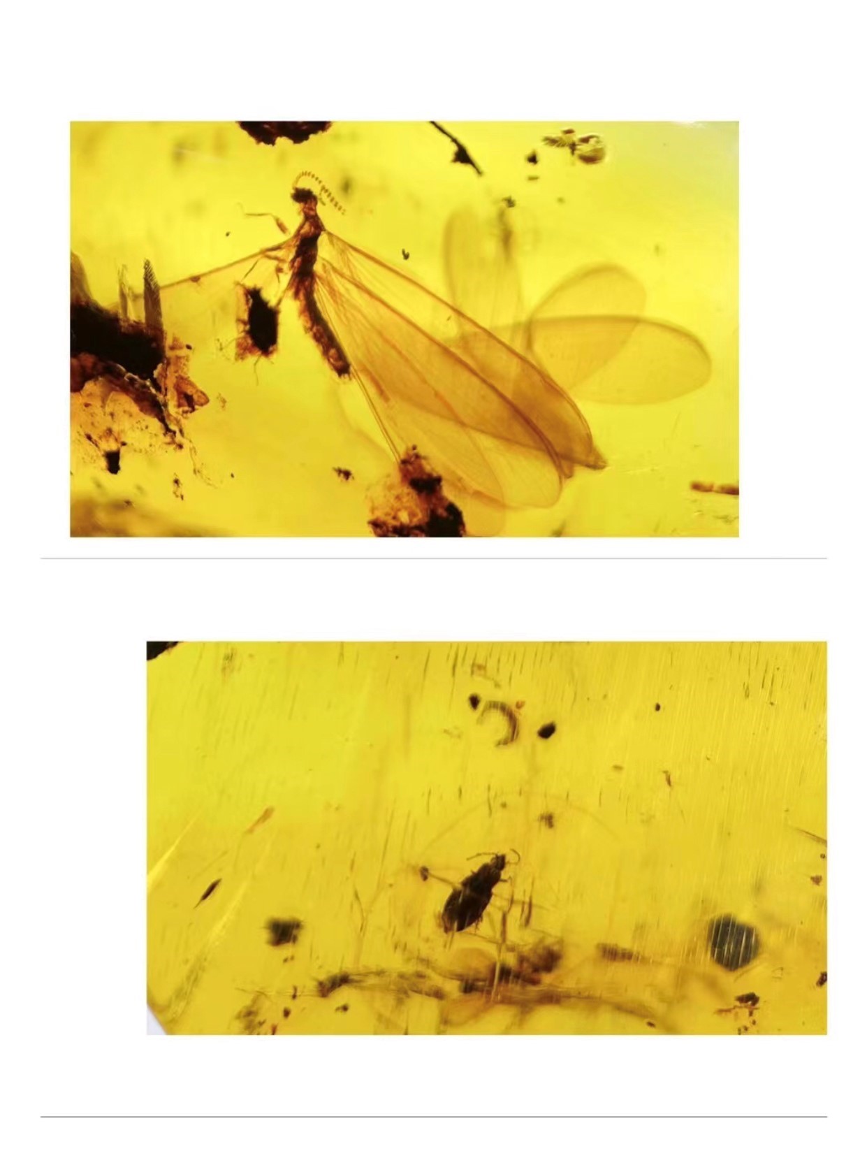 藍蟲珀-飛蛾甲蟲鱗蛉石娥#3288-1