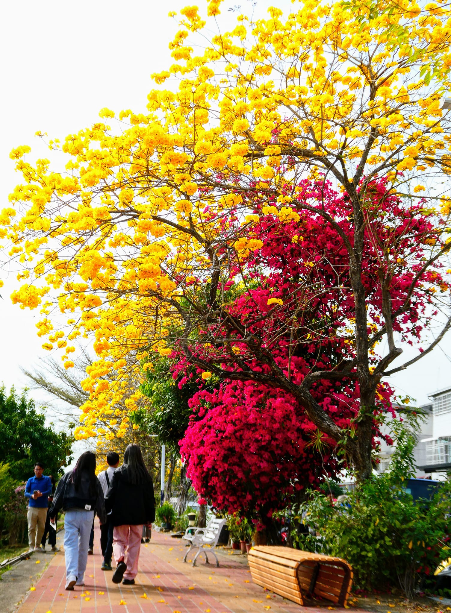 嘉義一日遊攻略：新手必看、親子同遊、網美打卡