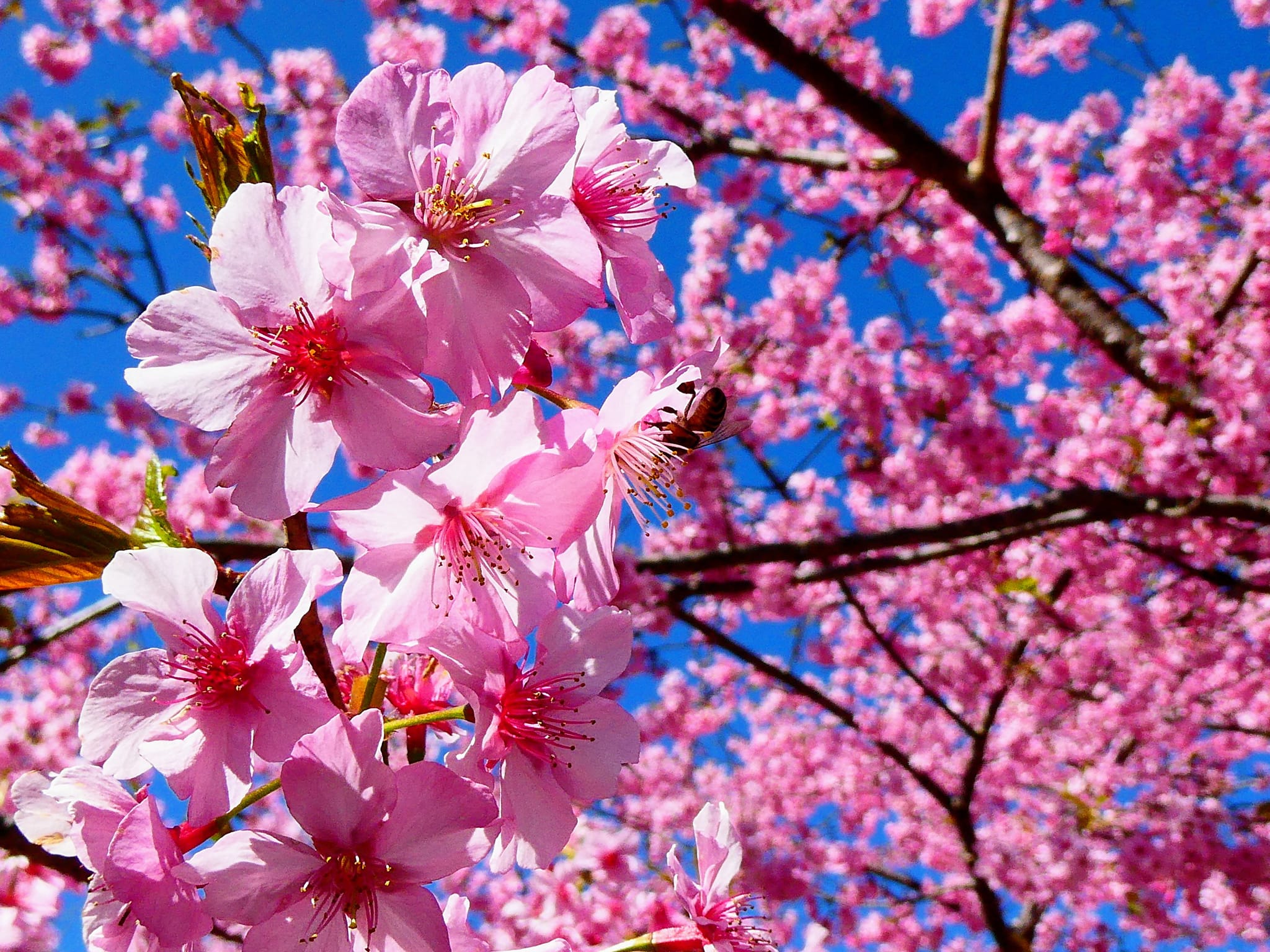 嘉義旅遊包車｜推薦行程、費用、預約方式