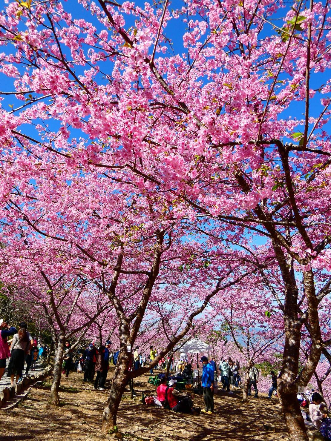 嘉義旅遊包車推薦，精選口碑車隊、行程規劃一次搞定！