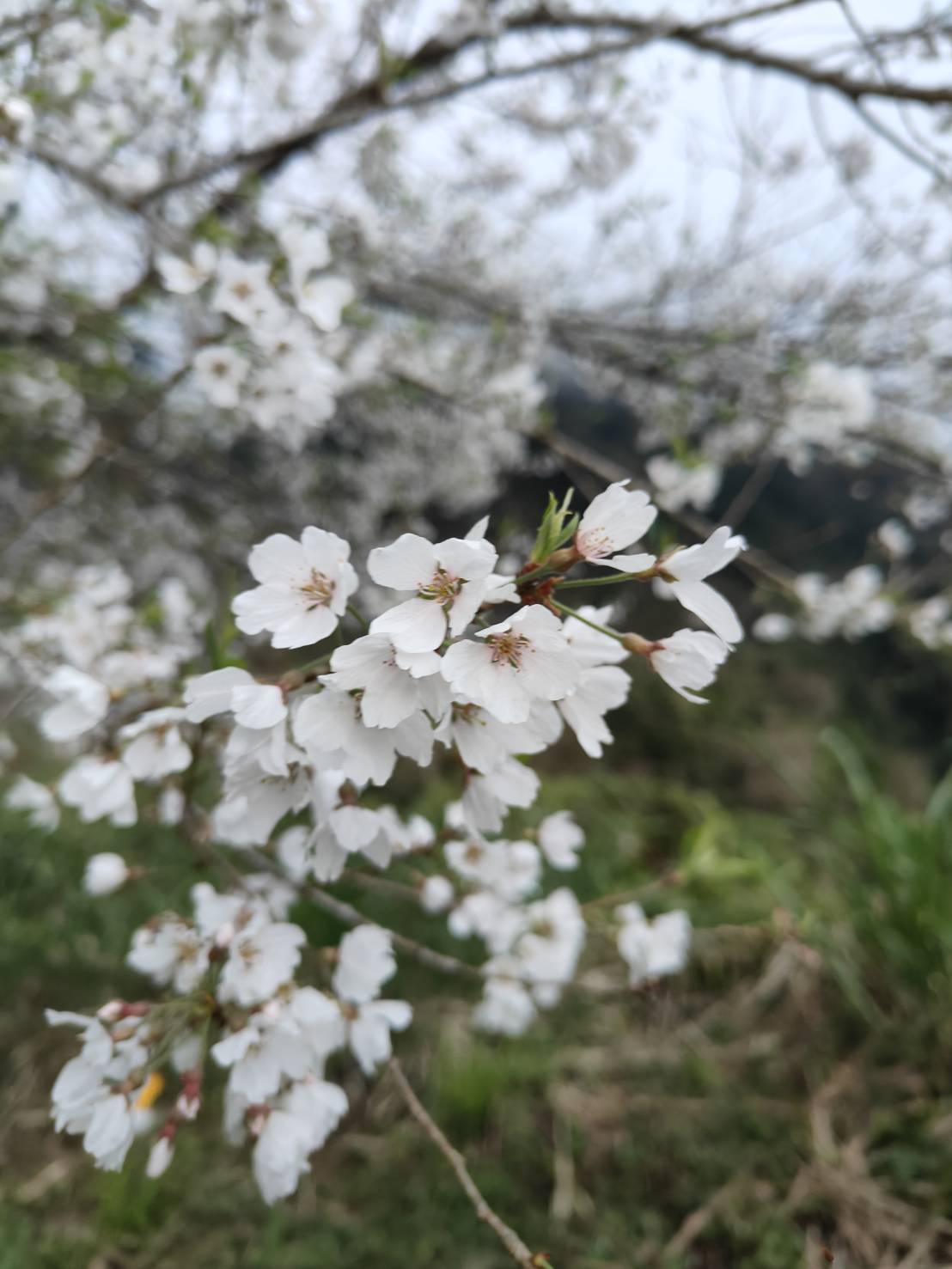 遊玩嘉義旅遊包車網，您的嘉義旅遊最佳夥伴！