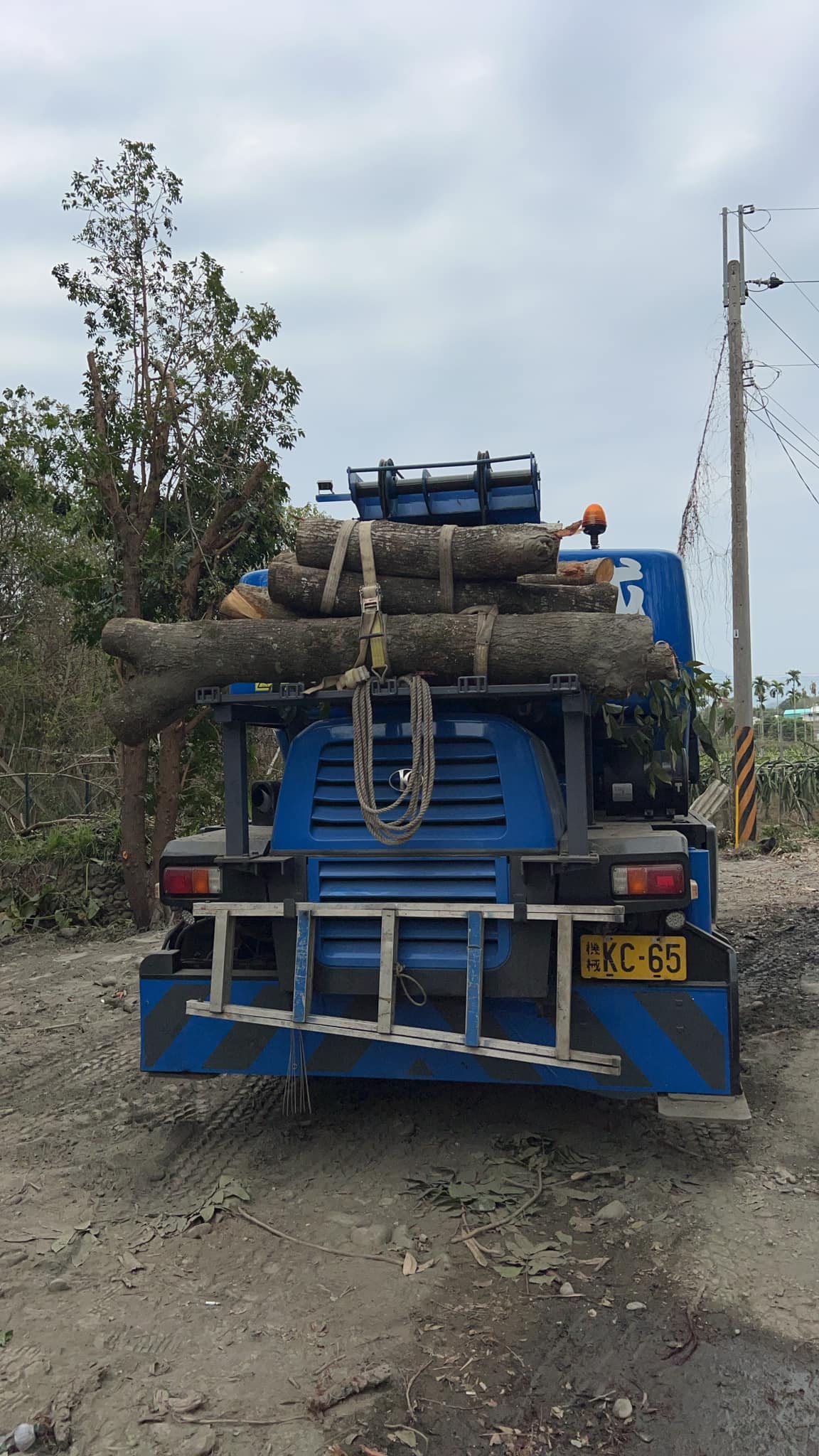 紫南宮邊吊大樹