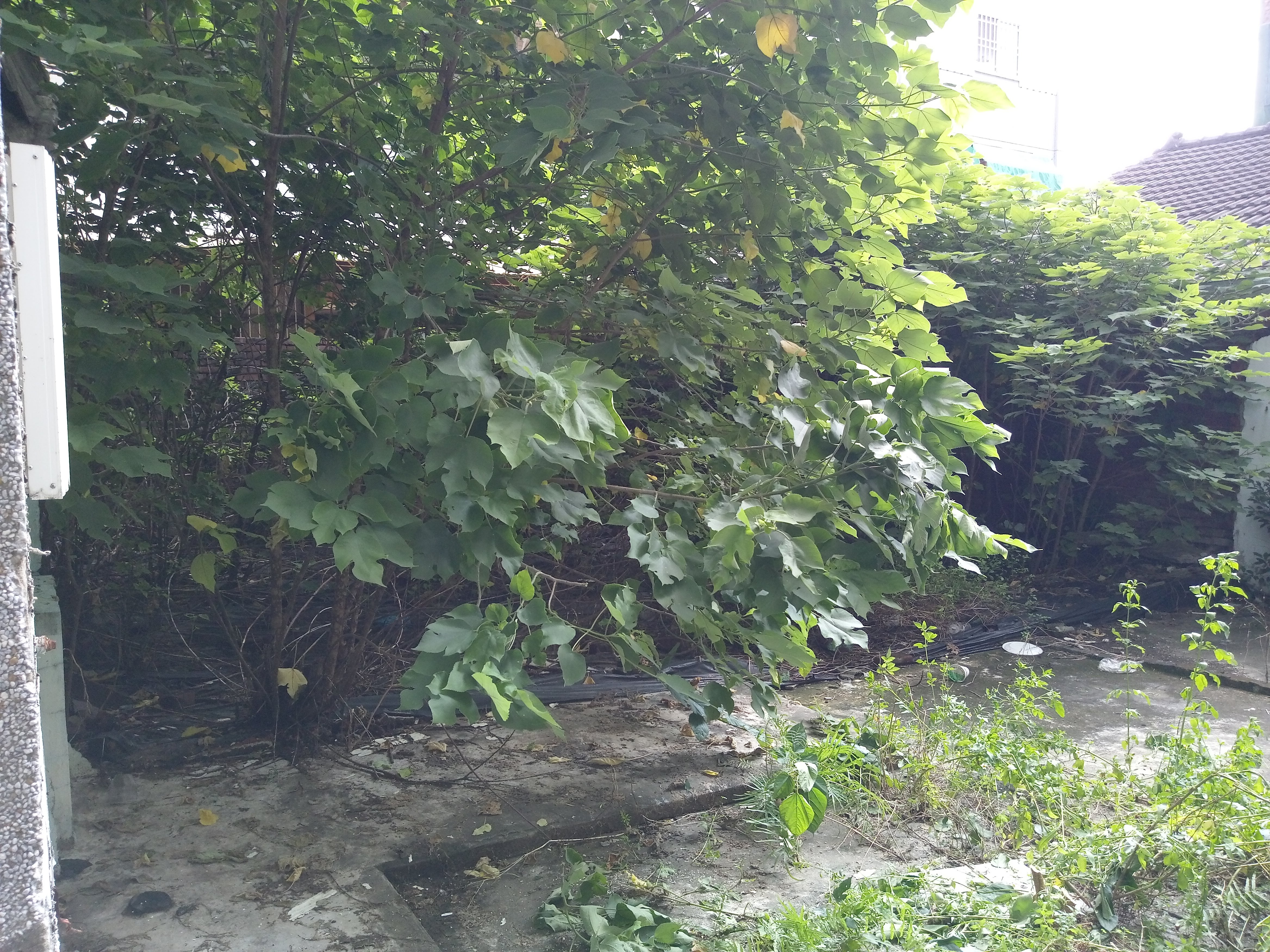 空地雜草環境整理前