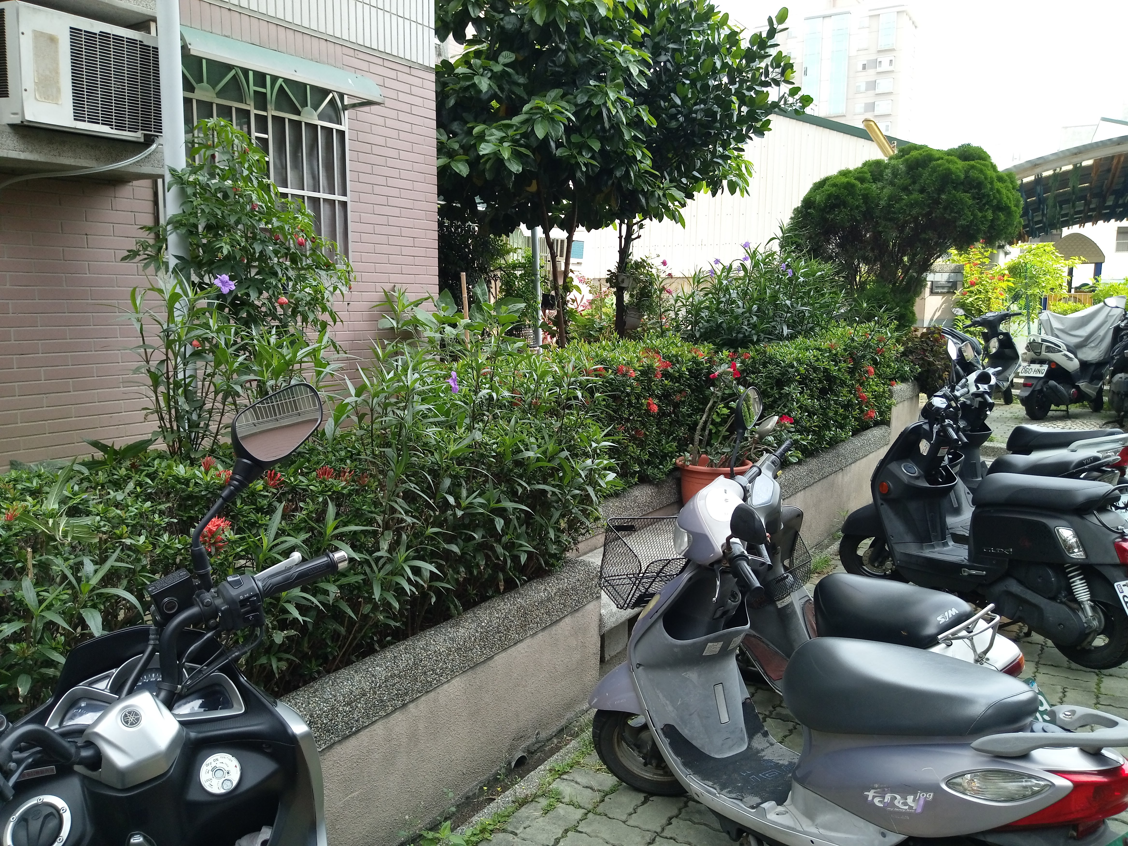 大鵬新城中庭園藝修剪前1