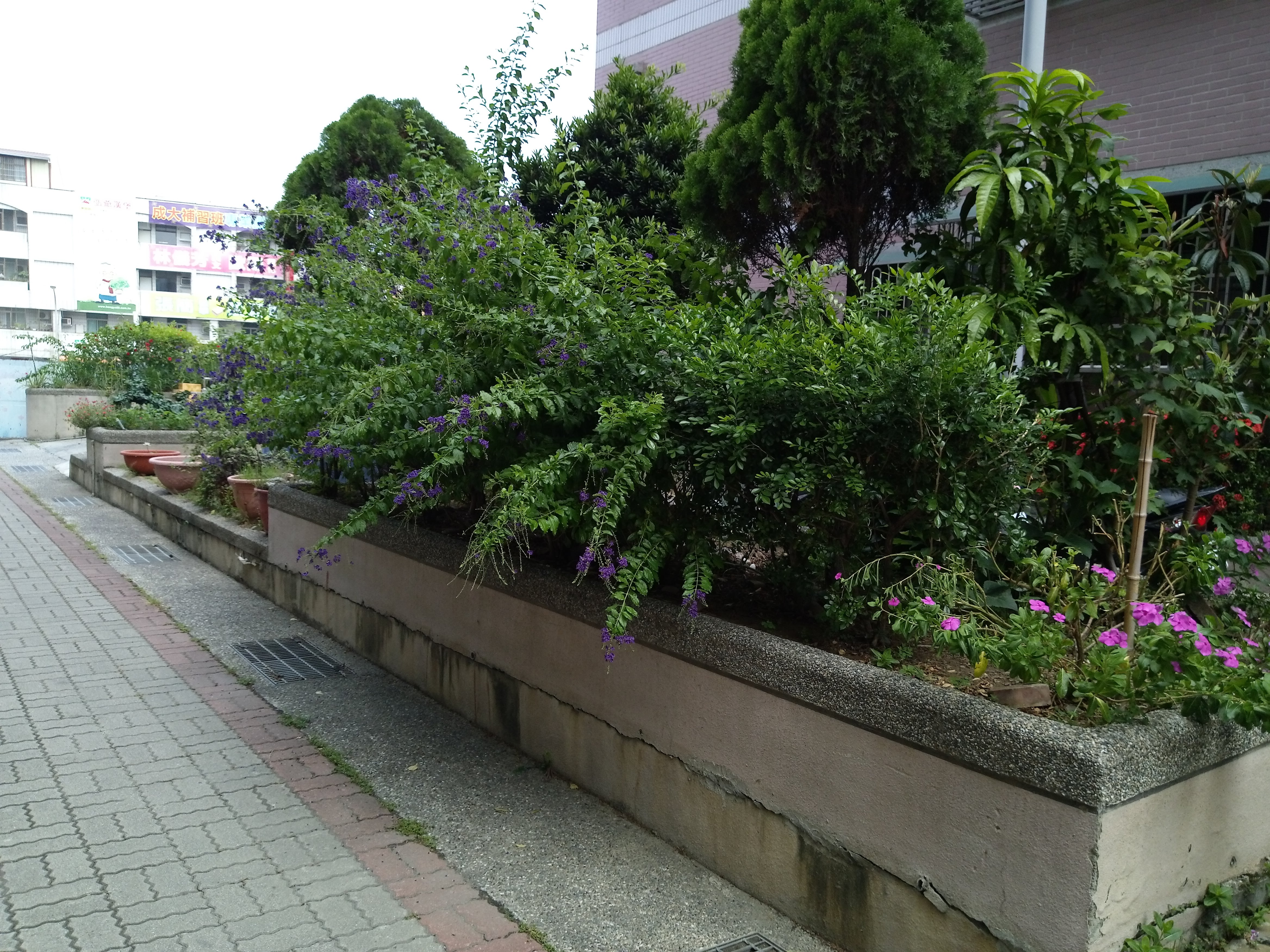 大鵬新城中庭園藝修剪前2