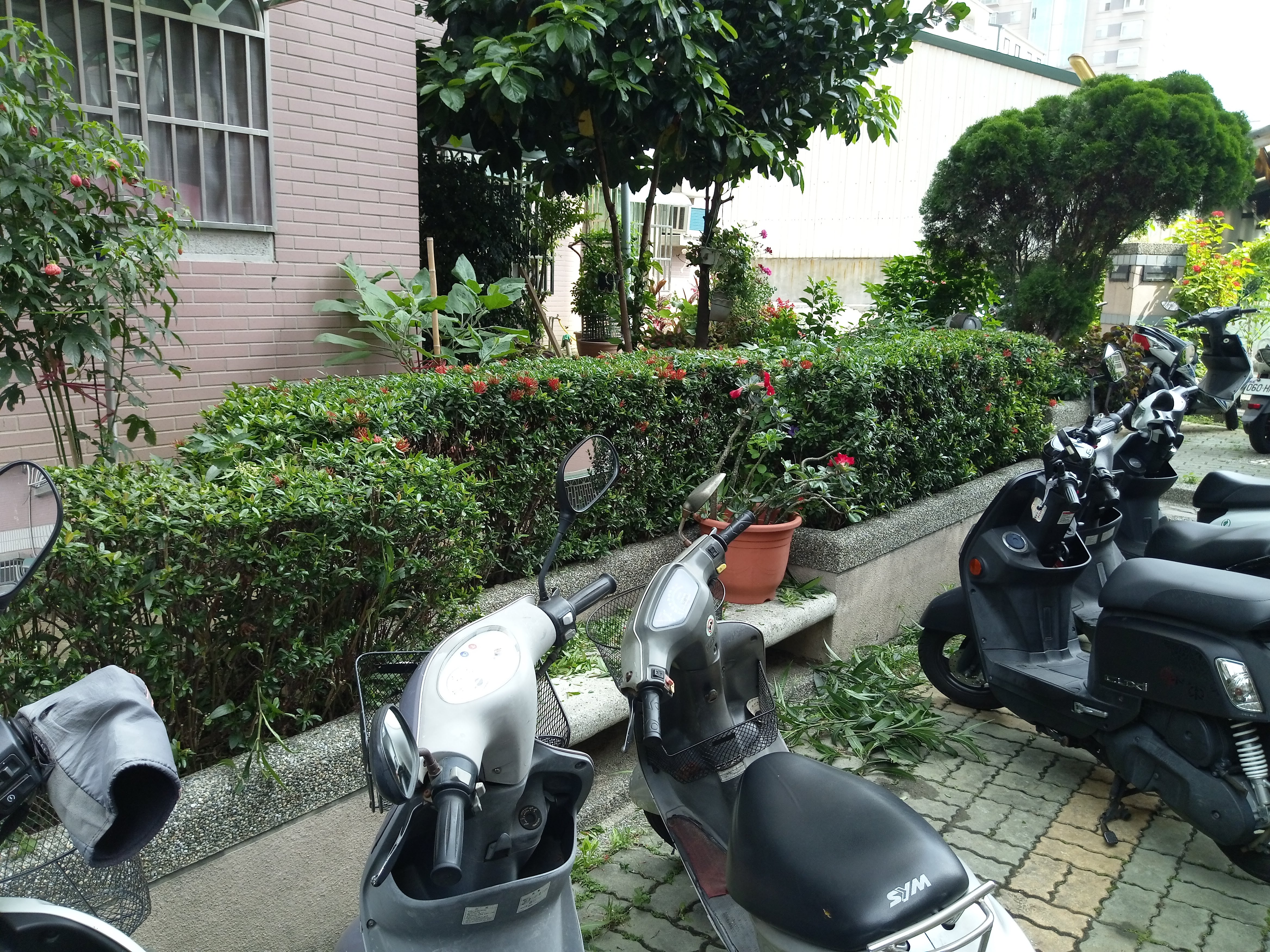 大鵬新城中庭園藝修剪後1