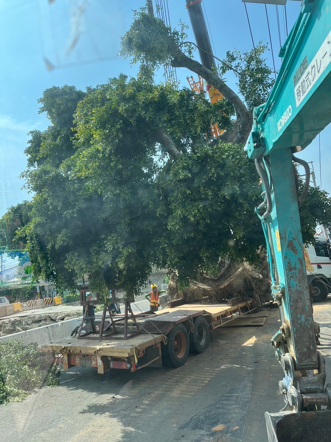 樹木移植工程-彰化樹木移植