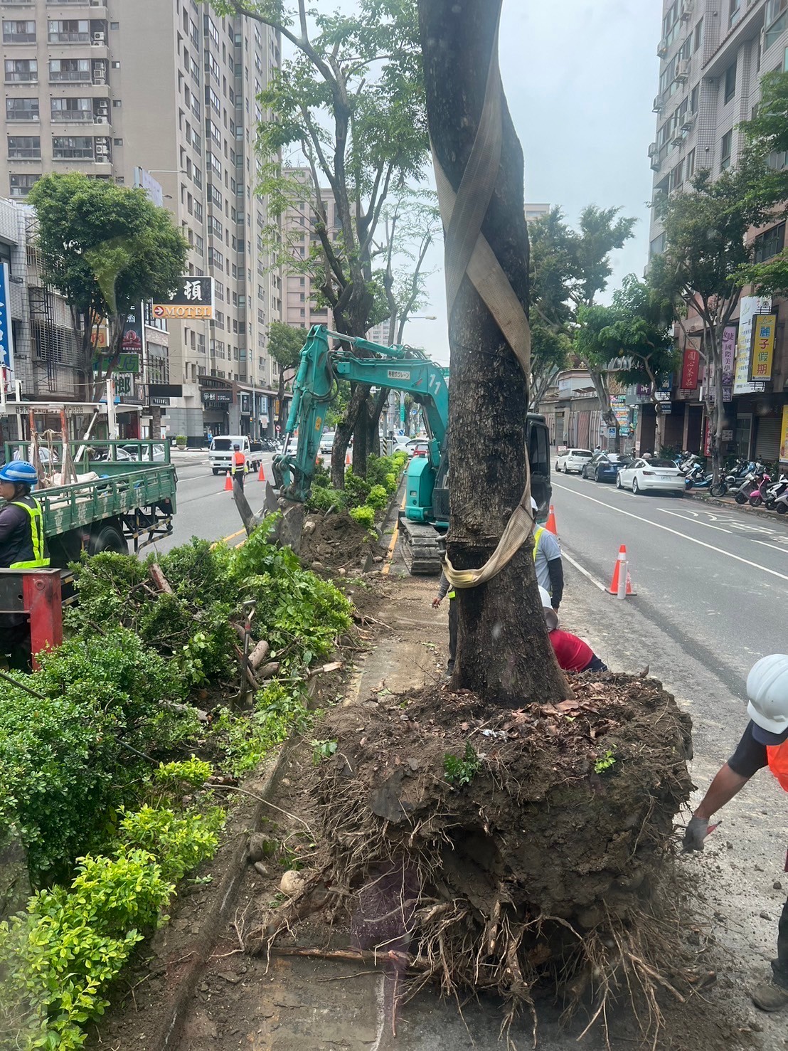 樹木移植工程-彰化樹木移植