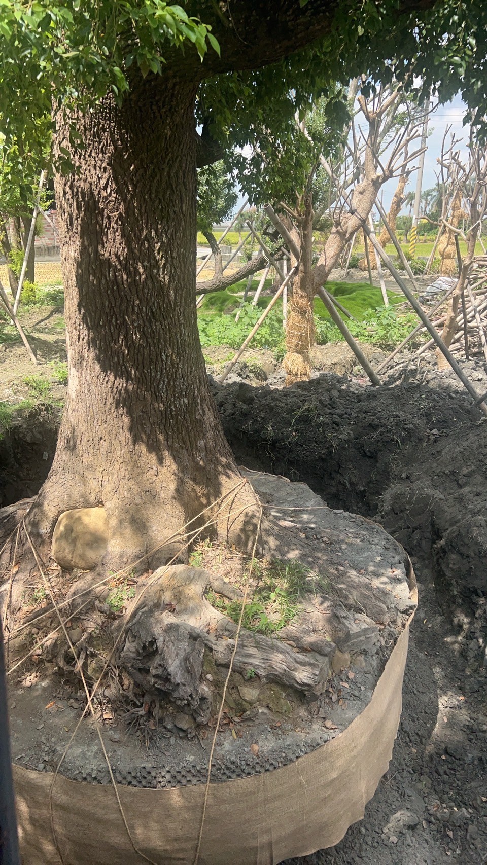 樹木移植工程-彰化樹木移植
