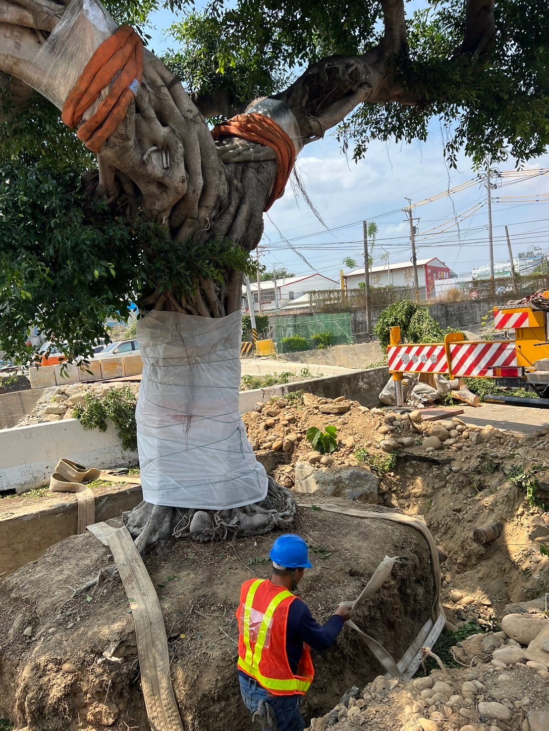樹木移植工程-彰化樹木移植