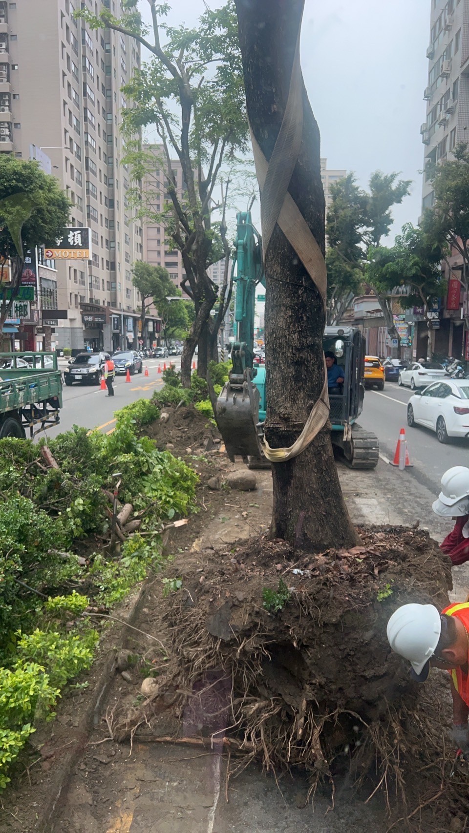 樹木移植工程-彰化樹木移植