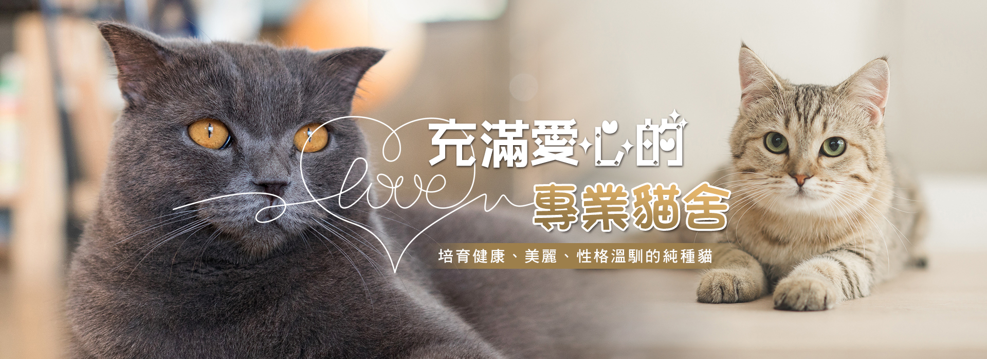 法國巴黎優質貓舍-寵物