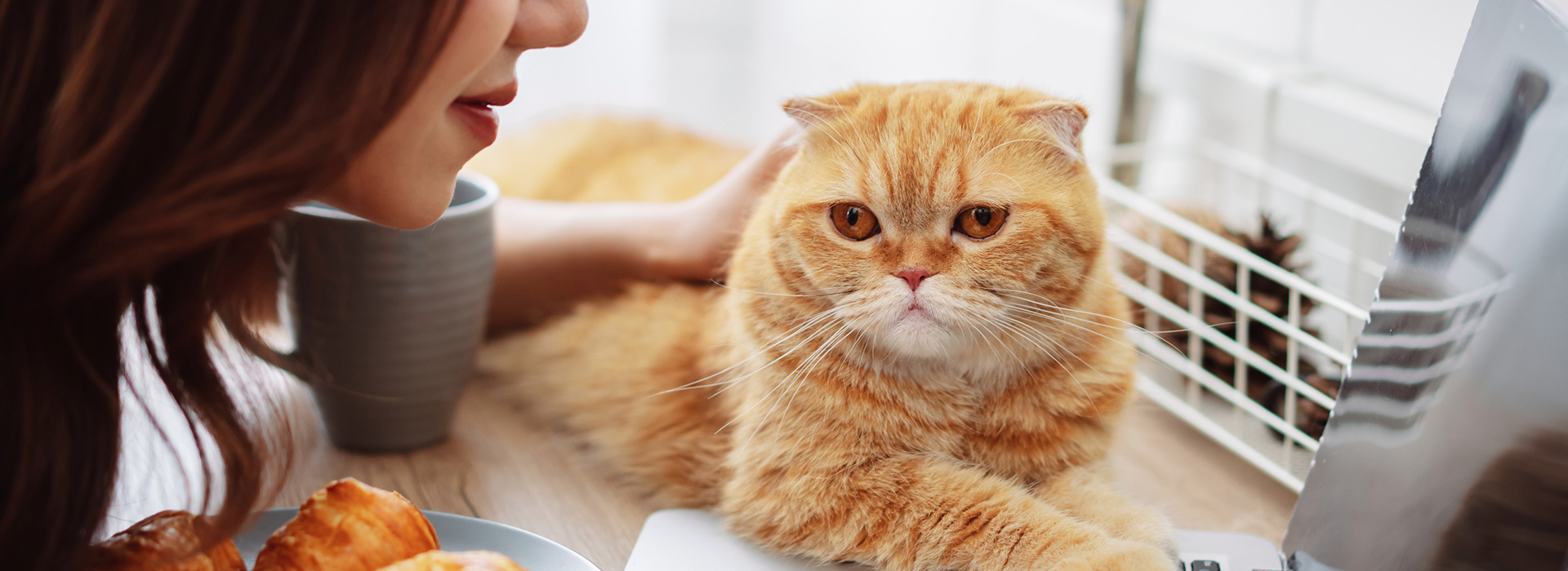 想養貓嗎？| 法國巴黎優質貓舍| 立即預約賞貓