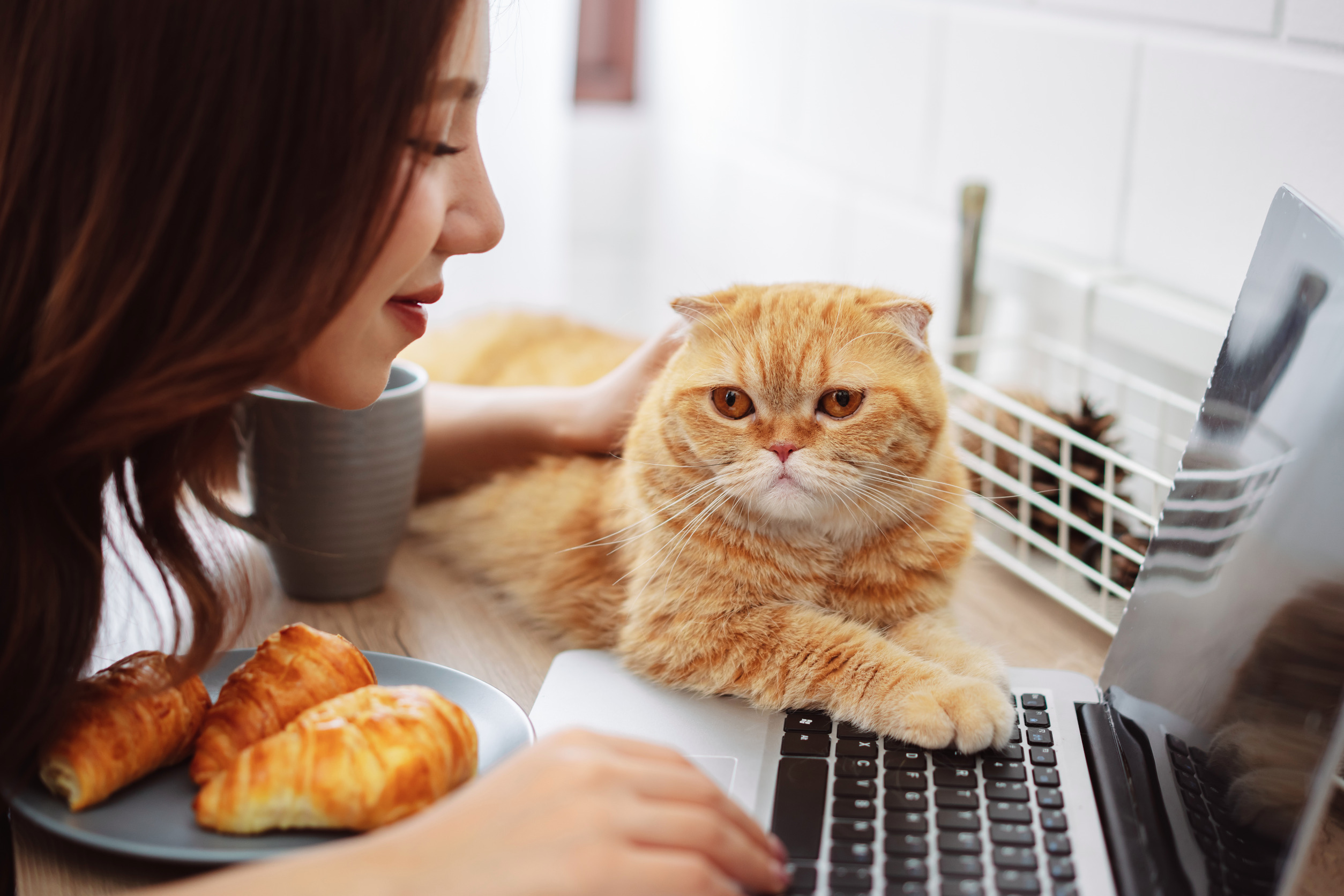 法國巴黎優質貓舍-寵物