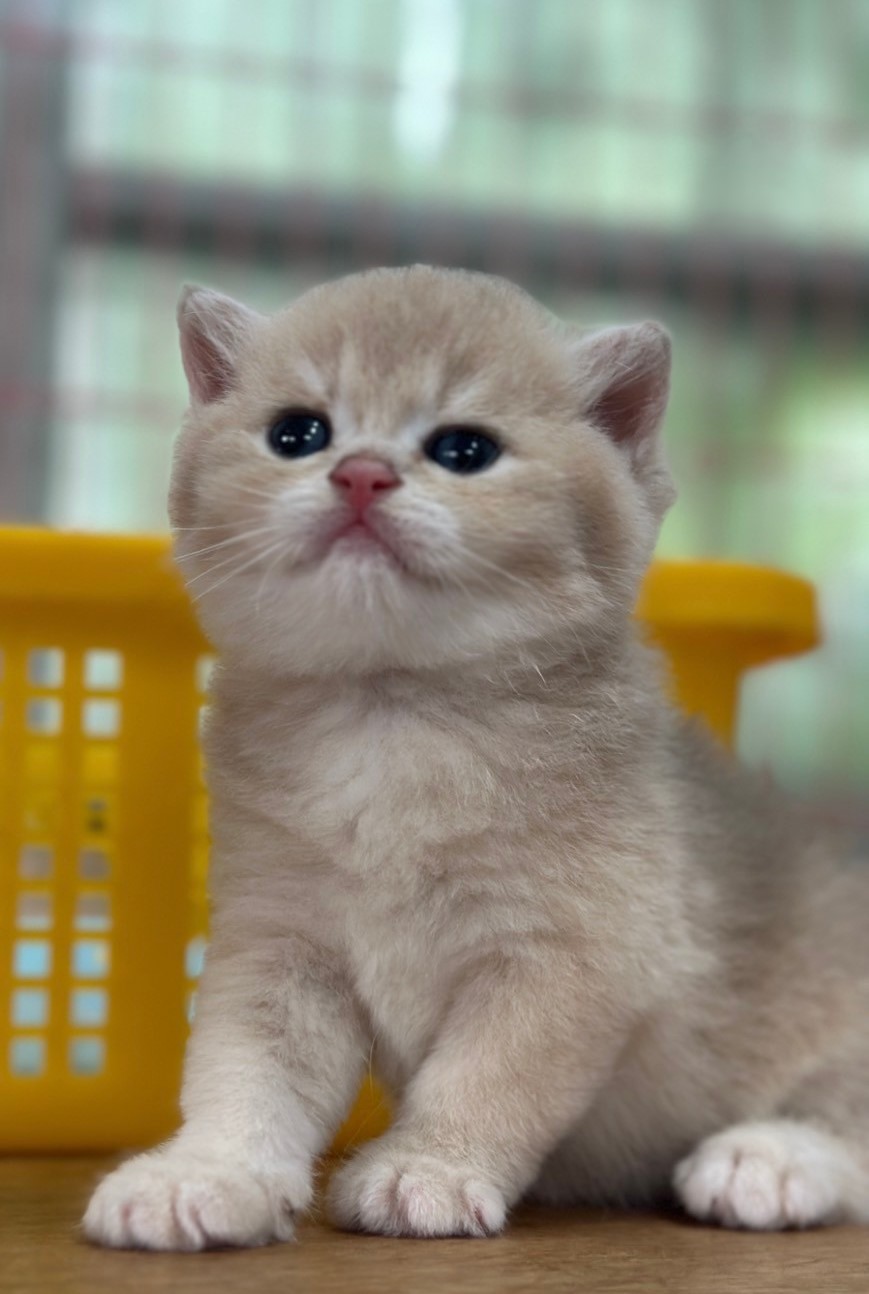 尋找金漸層貓？我們是您的最佳選擇！