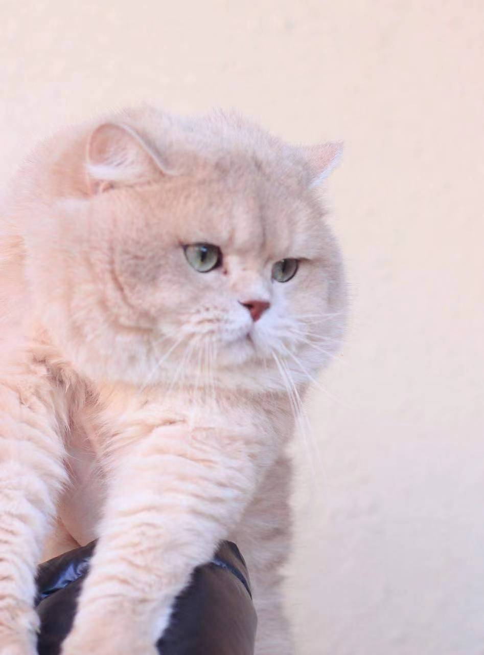 如何照顧一隻貓咪？