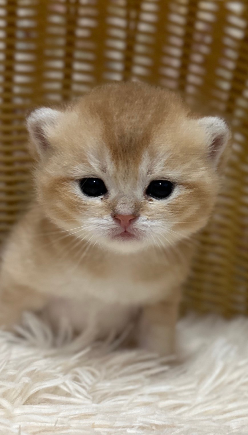 金漸層貓寶寶找新家：健康活潑、立即帶回家