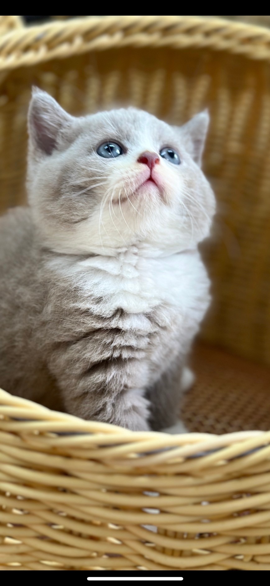 紫丁香曼赤肯貓