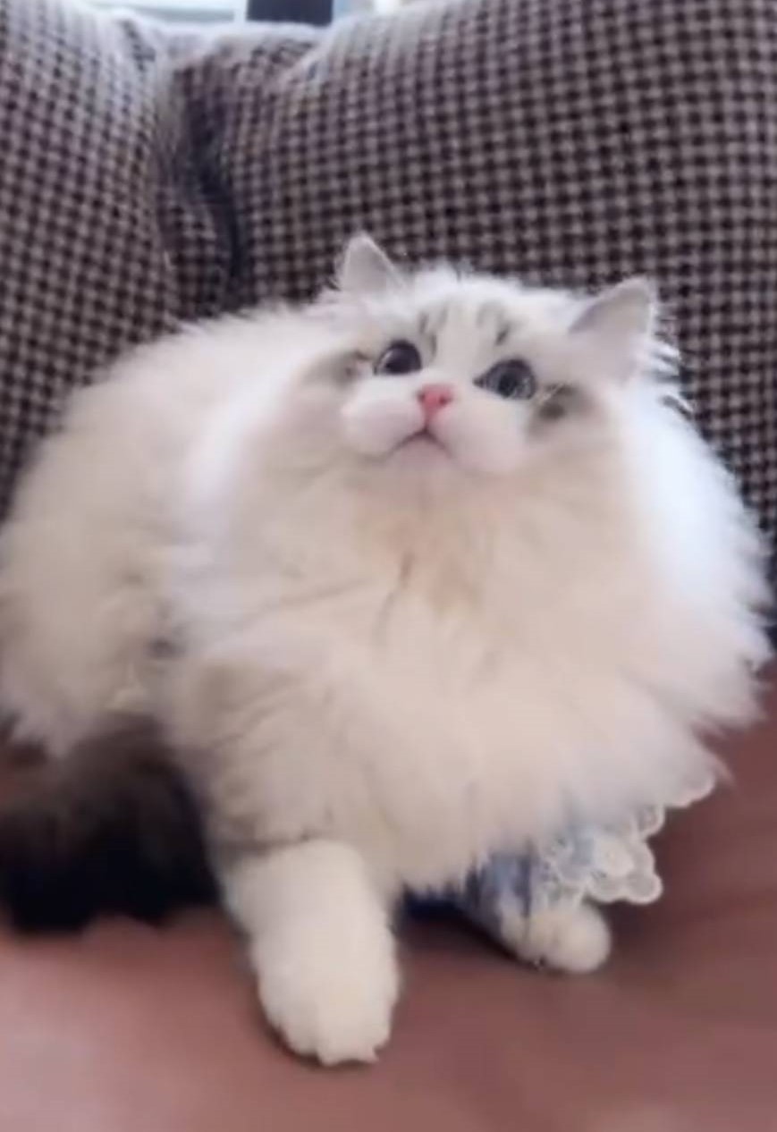 如何挑選一隻適合自己的貓咪？