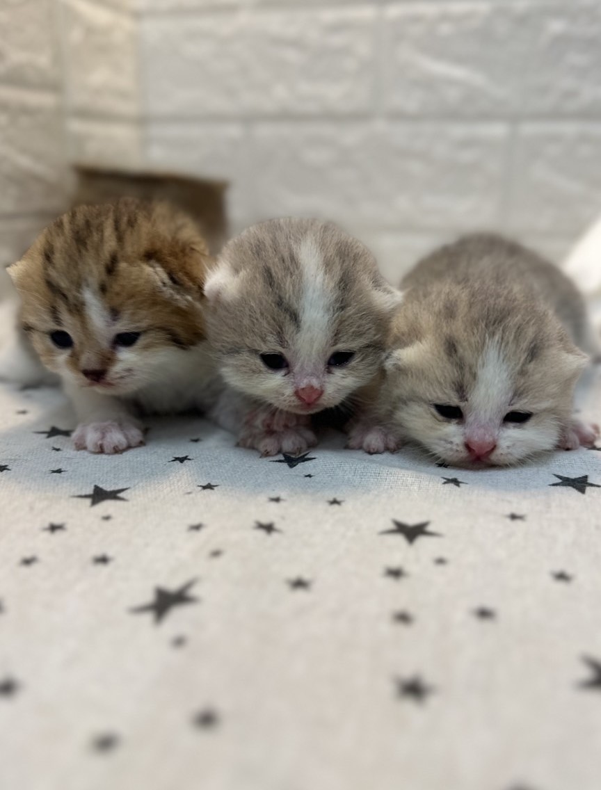 藍金加白曼赤肯貓