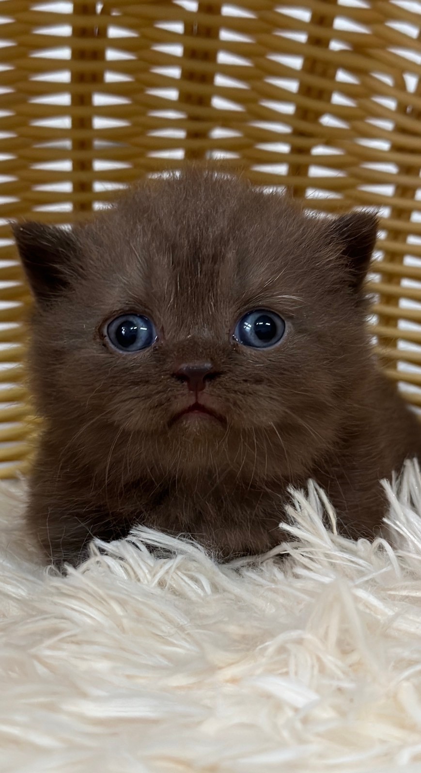 巧克力色曼赤肯貓