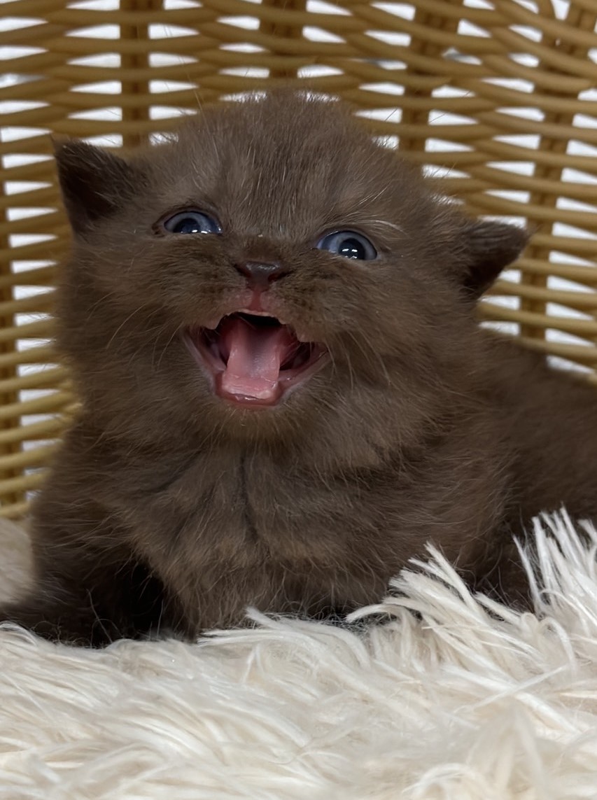 巧克力色曼赤肯貓