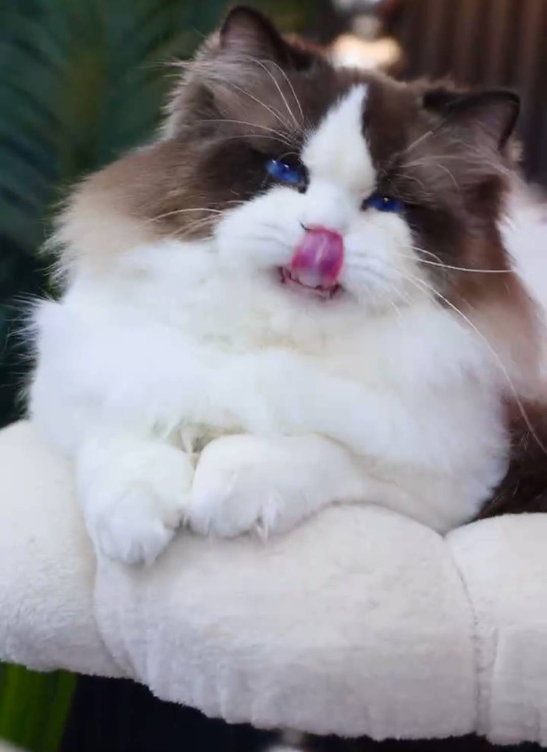 布偶貓新手入門，合法繁殖場提供專業諮詢