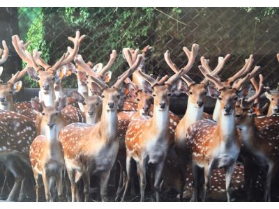 光前觀光休閒牧場-undefined