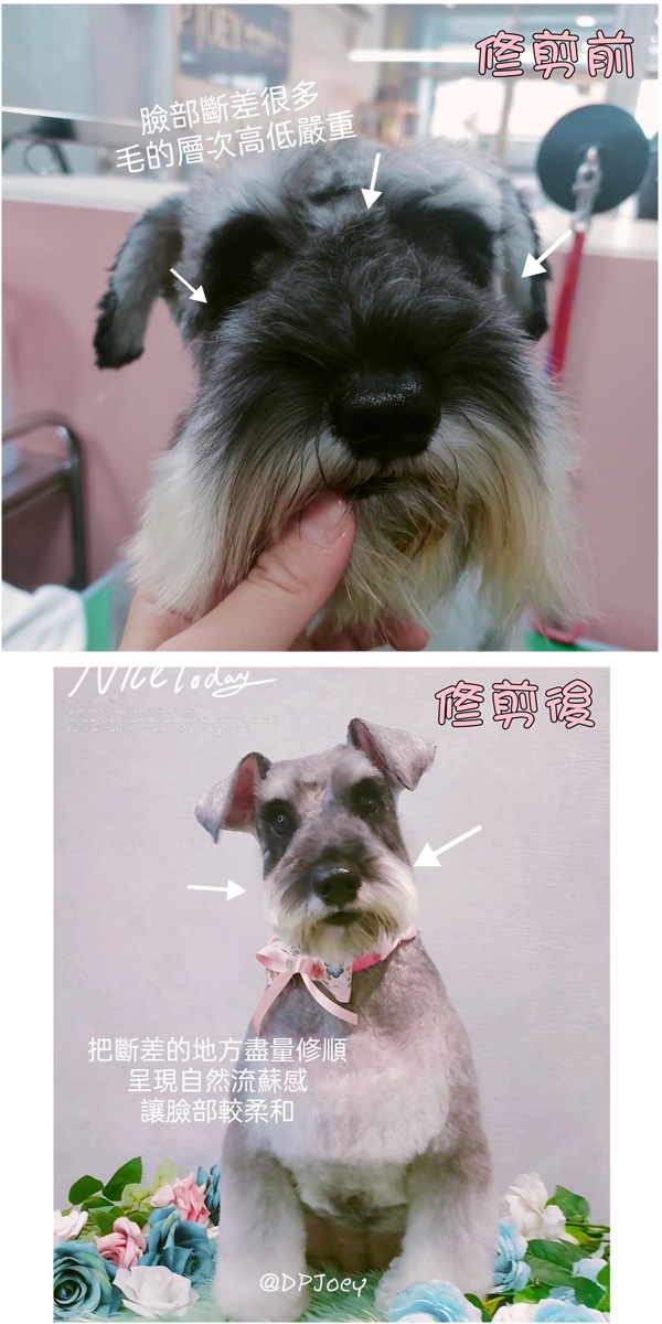 狗狗毛髮修剪/寵物造型美容