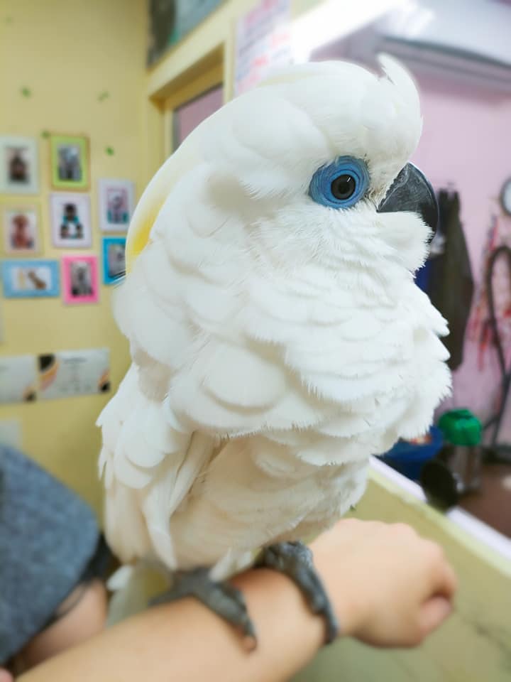 寵物修毛/造型修剪