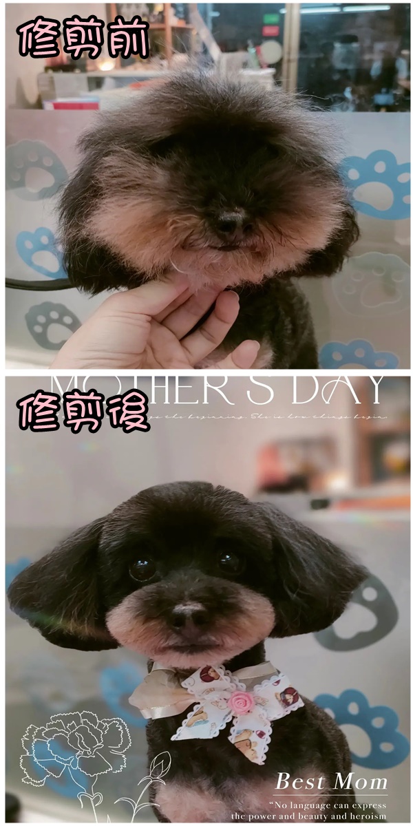 狗狗毛髮修剪/寵物造型美容