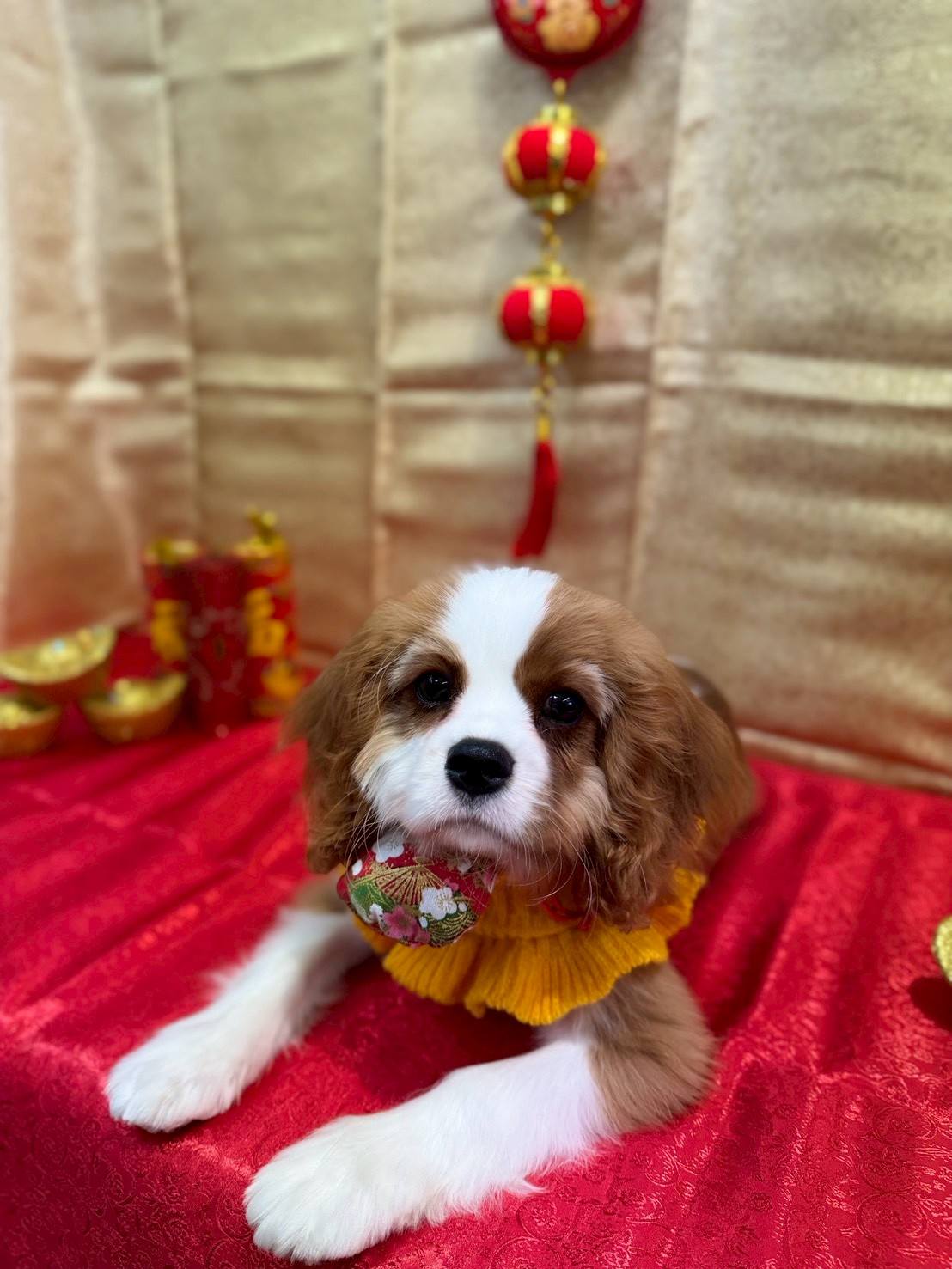 台北信義區寵物美容