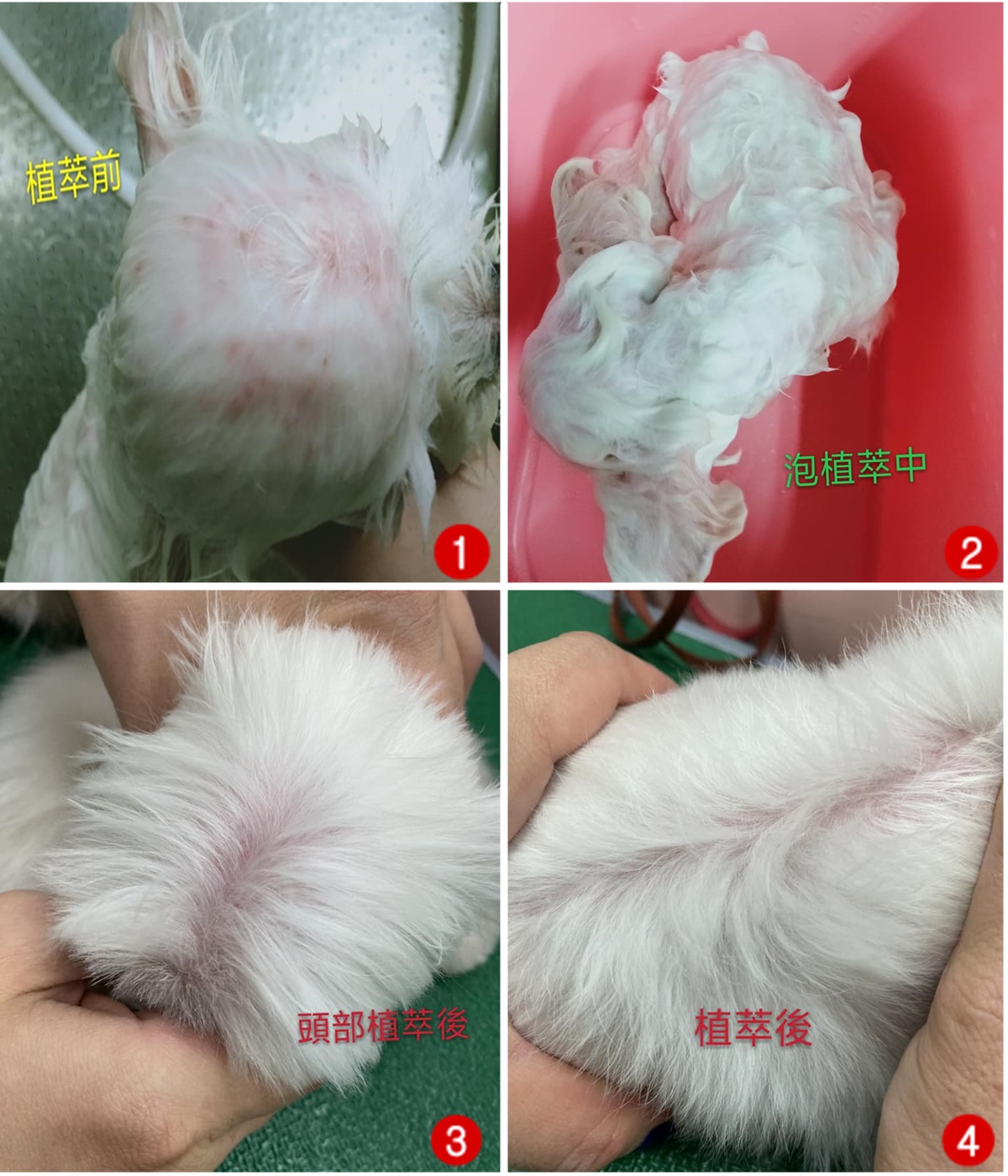 寵物皮毛護理、皮膚調理