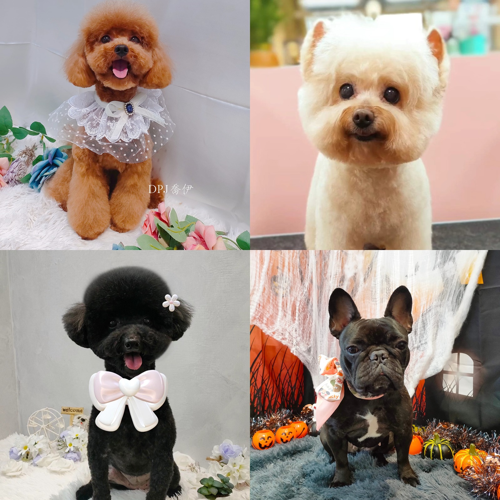 六張犁寵物美容