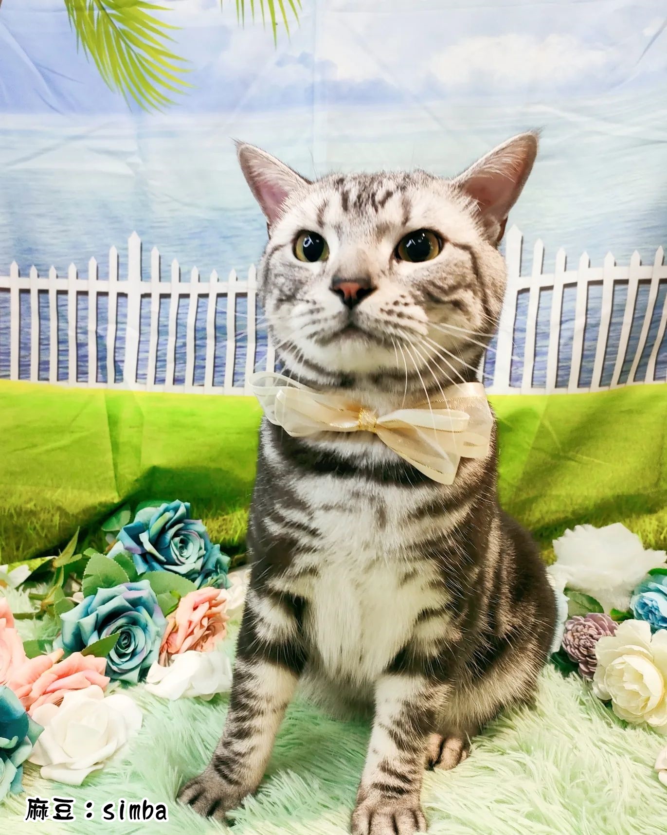 貓咪洗澡/護膚養毛