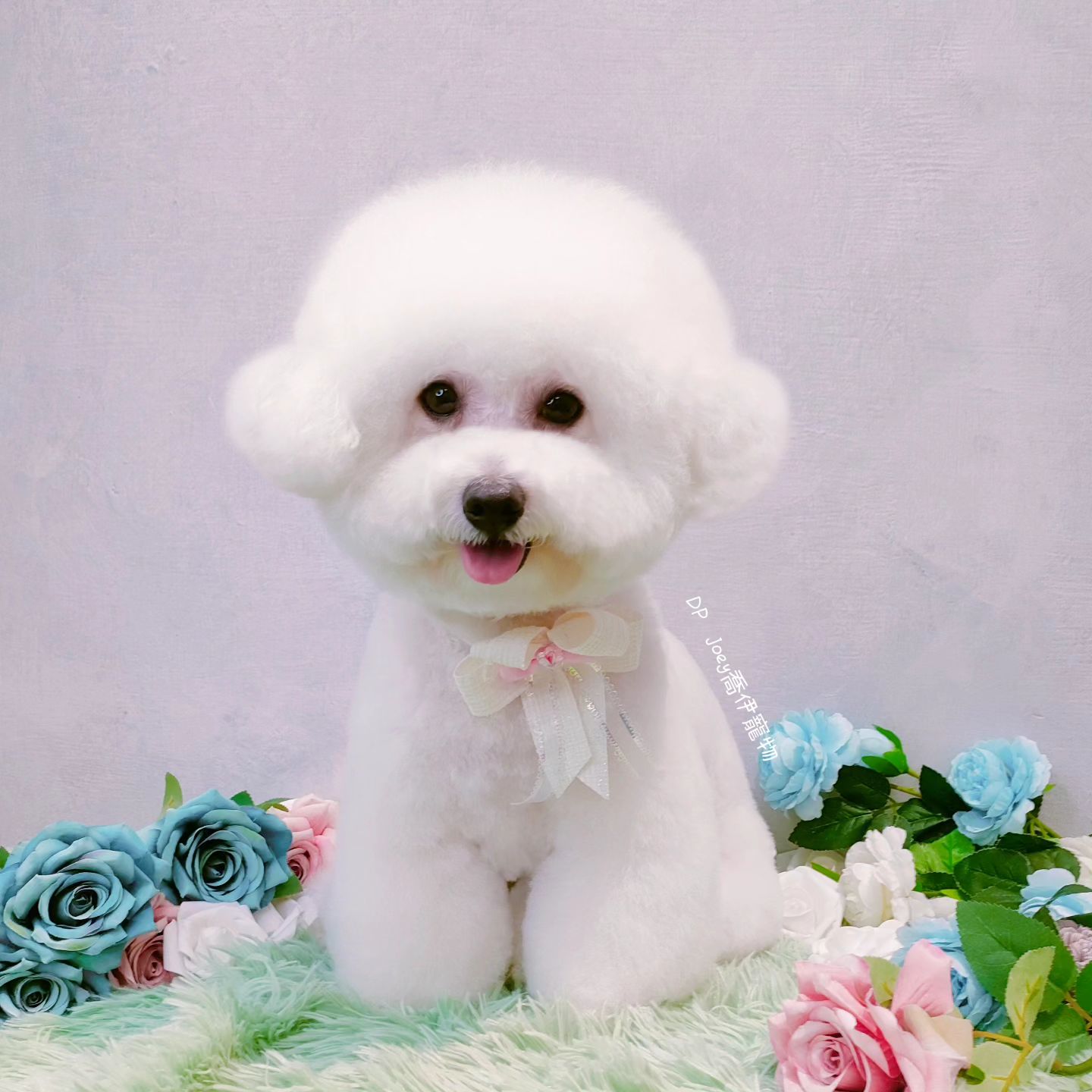 狗狗毛髮修剪/寵物造型美容