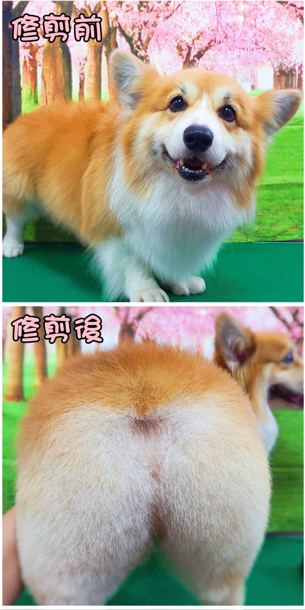 狗狗毛髮修剪/寵物造型美容