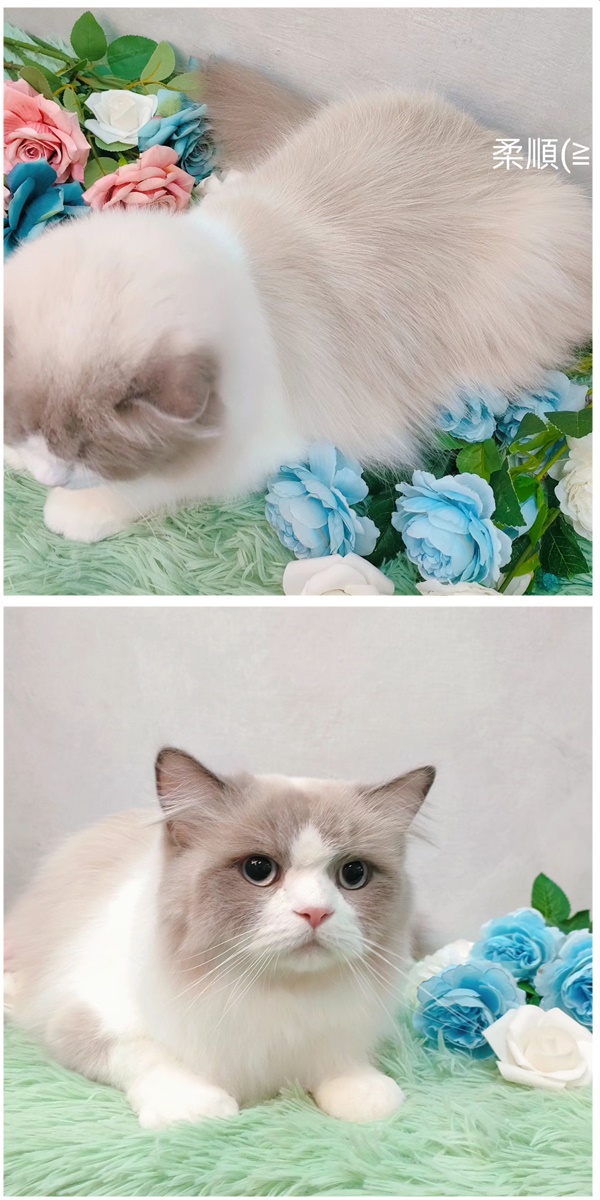 貓咪洗澡/護膚養毛