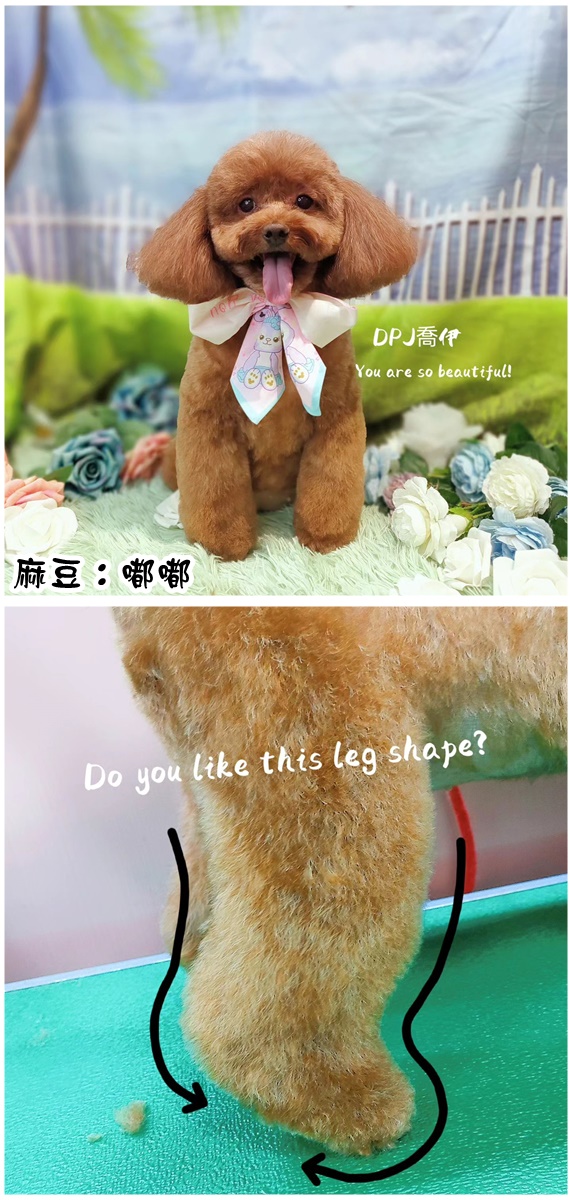 狗狗毛髮修剪/寵物造型美容