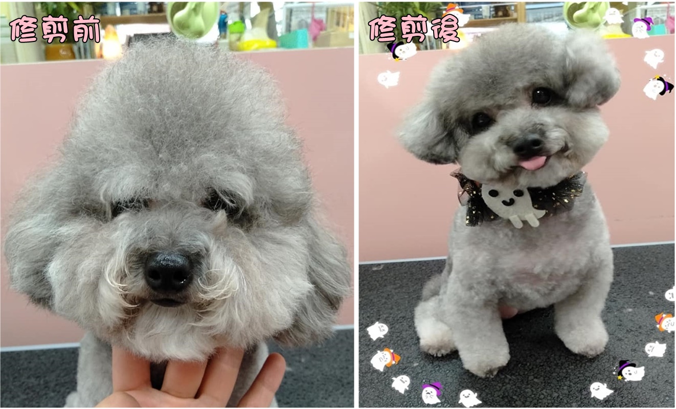 狗狗毛髮修剪/寵物造型修剪