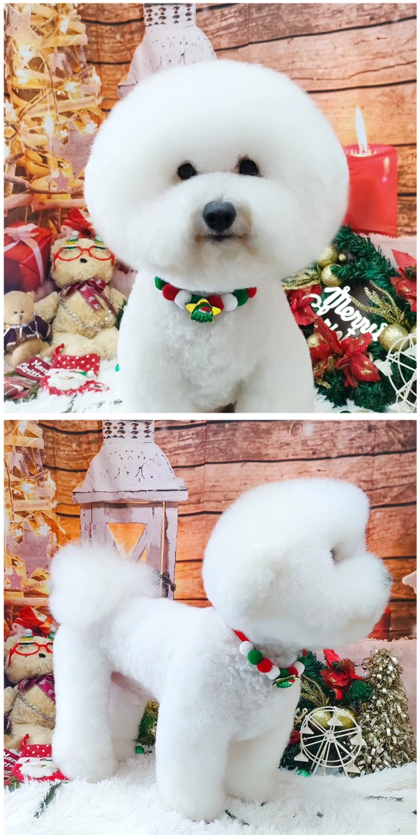 狗狗毛髮修剪/寵物造型美容